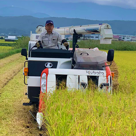 稲刈りをする園主